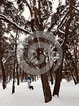 A woman walks her dog on a snowy day in Otwock - Poland