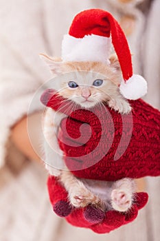 Woman with warm gloves hold cute ginger kitten with santa hat - holiday season