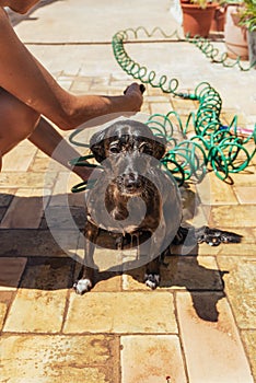 Woman washes the dog with shampoo and rinses it with the hose