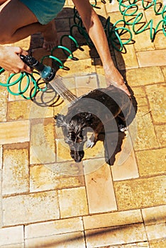 Woman washes the dog with shampoo and rinses it with the hose