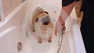 Woman washes pugdog with shower in bath.