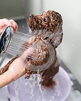 Woman washing brown mini toy poodle in grooming salon.