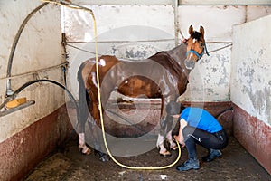 Woman washing horse with hose