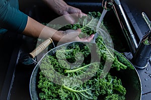 Woman is washing kale leaves with water on faucet sink top view on windows light