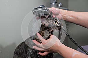 Woman washing a tabby gray cat in a grooming salon.