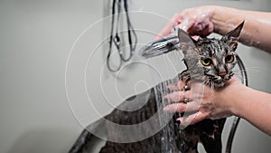 Woman washing a tabby gray cat in a grooming salon.