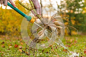 Woman washing up dahlia plant tubers, cleaning and preparing them for winter storage. Autumn gardening jobs.