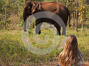 A woman watching an Asian elephant in the jungle in Cambodia