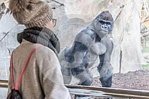 Woman watching huge silverback gorilla male behind glass in zoo. Gorilla staring at female zoo visitor in Biopark in