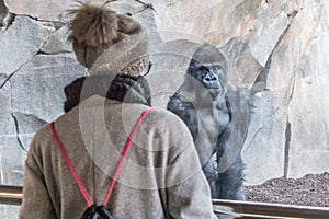 Woman watching huge silverback gorilla male behind glass in zoo. Gorilla staring at female zoo visitor in Biopark in