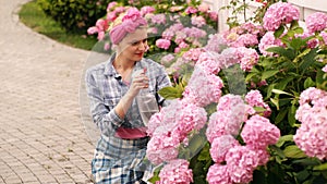 Woman watered flower in her yard in the summer. Happy girl watering hydrangeas. Concept of care for flowers. Pink