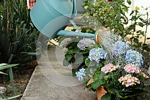 Woman watering beautiful blooming hortensia plants in garden, closeup
