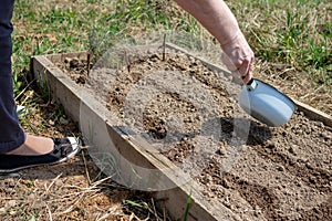 Woman watering from a bucket planted vegetable seeds in the garden, spring work in the garden concept