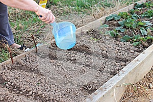 Woman watering from a bucket planted vegetable seeds in the garden, spring work in the garden concept