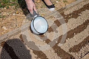 Woman watering from a bucket planted vegetable seeds in the garden, spring work in the garden concept