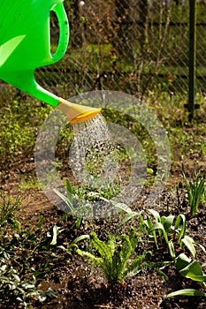 Woman with watering can pouring the ground in garden