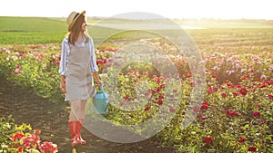 Woman with watering can walking near rose bushes. Gardening tool