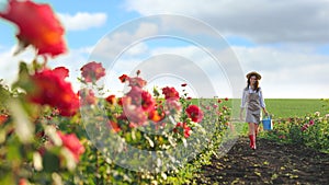 Woman with watering can walking near rose bushes. Gardening tool