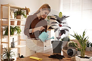 Woman watering Croton plant at home. Engaging hobby