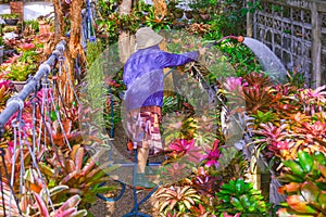 Woman watering different types of colorful bromeliad plants in ornamental plant nursery garden at home