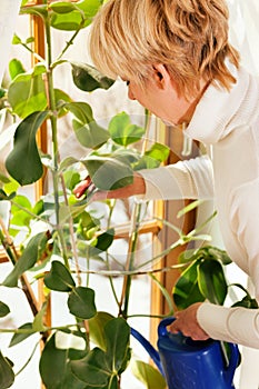 Woman watering the flowers at home