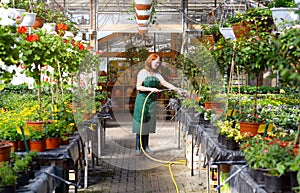 Woman watering flowers in a nursery - Greenhouse with coloured plants for sale