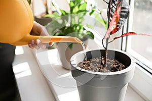 Woman watering growing home plant on windowsill indoors