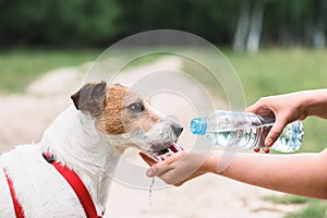 Woman watering her thirsty dog at hiking path. Dog drinking water from bottle