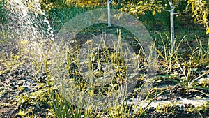 Woman watering from a hose a plant in her own garden