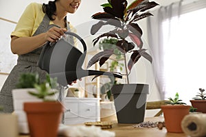 Woman watering houseplant at home. Engaging hobby