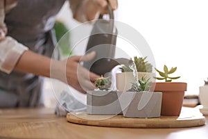Woman watering houseplants on wooden table at home. Engaging hobby