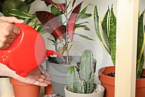 Woman watering indoor plants near wall at home