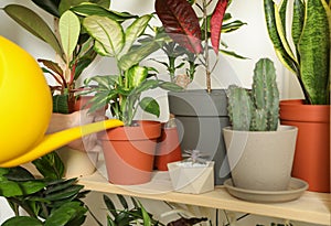 Woman watering indoor plants near wall at home