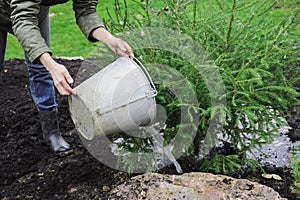 Woman watering with liquid fertilizers of fir tree