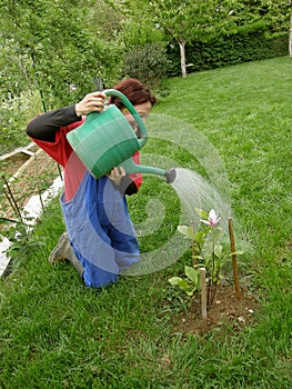 Woman watering magnolia with canister