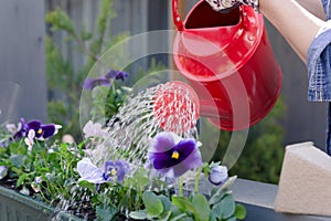 Woman watering pansy flowers on her city balcony garden. Urban gardening concept