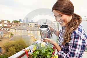 Woman Watering Plant In Container On Rooftop Garden