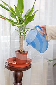 Woman watering plant at home by transparent can