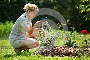 Woman watering rose plant