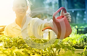 Woman watering seedlings in greenhouse