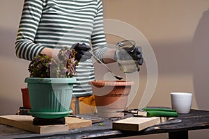 Woman watering soil in flower pot where the seeds are planted. Home potted greenery and flowers care concept.