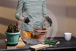 Woman watering soil in flower pot where the seeds are planted. Home potted greenery and flowers care concept.