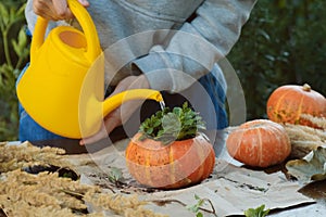 Woman watering succulent in pumpkin planter. Autumnal garden decor.