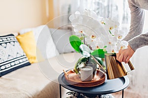 Woman watering white blooming orchid on coffee table at home. Girl enjoys blossom of house plant and flowers.