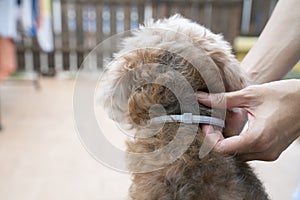 Woman wearing a collar for dog, kill and repel tick and flea photo