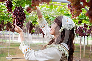 Woman wearing cute gardener costume picking grapes