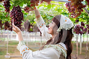 Woman wearing cute gardener costume picking grapes