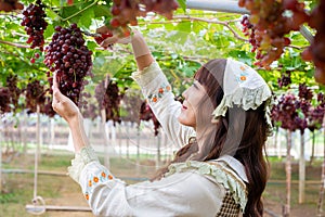 Woman wearing cute gardener costume picking grapes