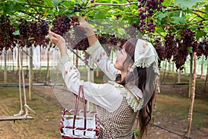 Woman wearing cute gardener costume picking grapes with shears in a garden