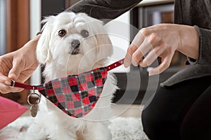 Woman is wearing a dog collar